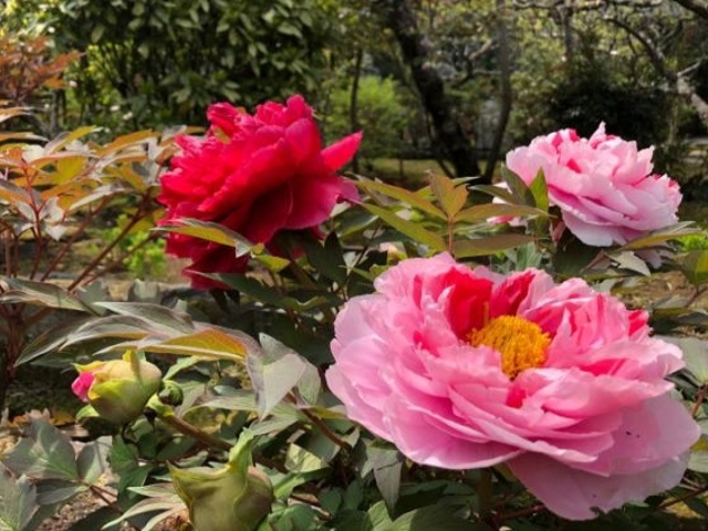 �ڂ���(�����@)�̎ʐ^1