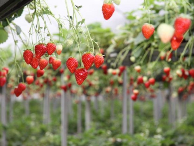 ���ݍ͔|�Ȃ̂Ńx�r�[�J�[��Ԉ֎q�ł������p�����܂��B_�C�C�_䕉�