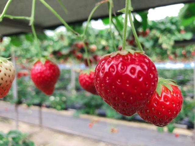 �����ȉ��炵���C�`�S�ł��B���̎q���Ƃ��Ă��Â��ł����_�C�C�_䕉�