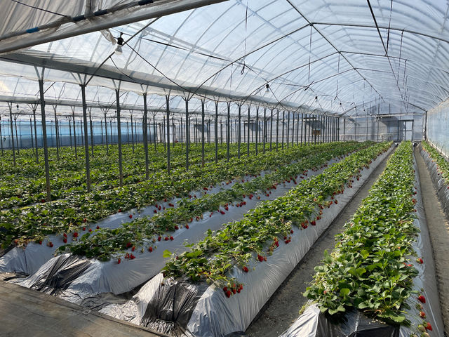 �т�������