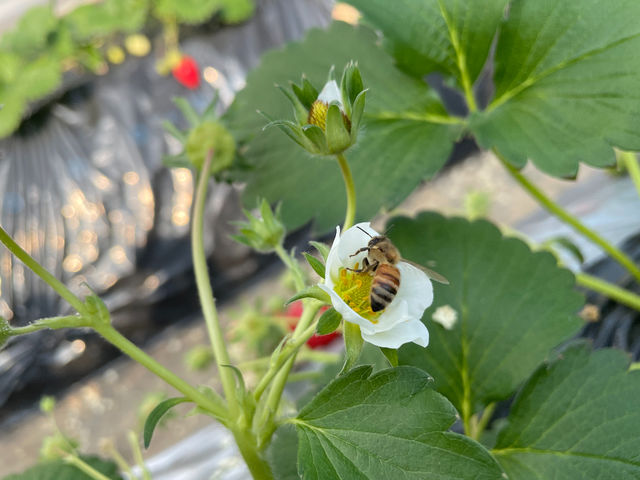 �~�c�o�`��z�ɂ�肢����������Ă��܂�_�т�������