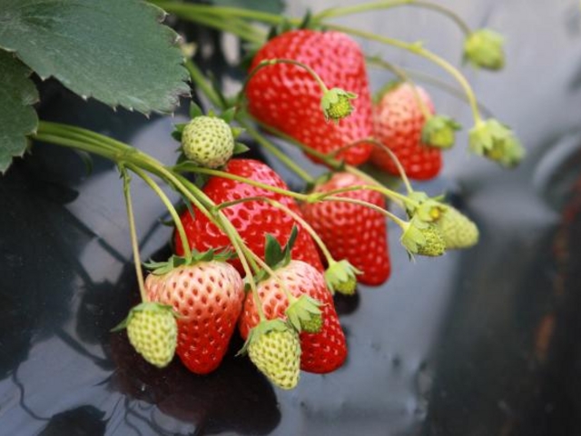 �A�C�x���[�͑傫���ĊÖ��Ǝ_���̃o�����X�����Q�ł��B_������������