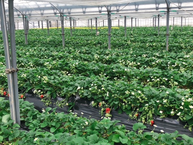 �������̓y�k�͔|�I�����邢�����͉h�{���_��_������������