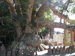 �_�P���̎ʐ^1