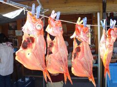 ���˂܂邩����̌��̎ʐ^