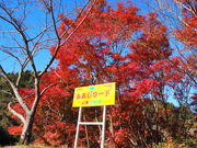 ���݂����[�h�̎ʐ^1