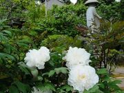 �ڂ���(�����@)�̎ʐ^2