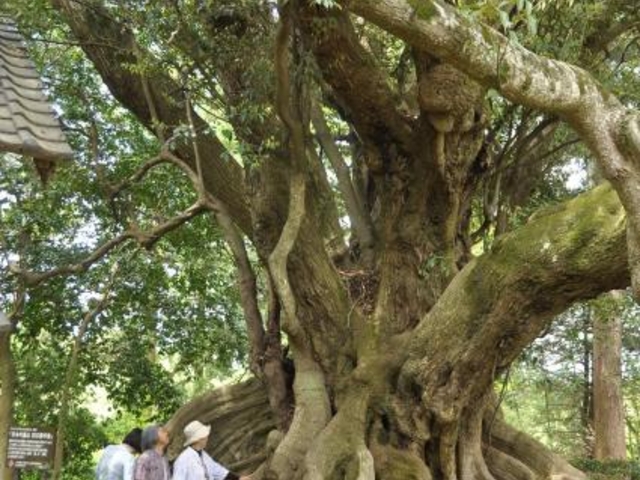 ���v�R�̃X�_�W�C�̎ʐ^1