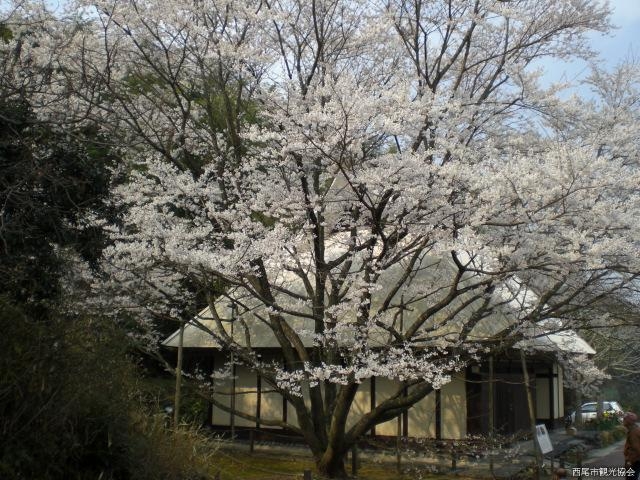 ���̗��̔��n���̎ʐ^1