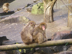 石川県森林公園　森林動物園の写真2