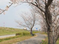 第十の桜の写真1