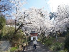 天堂のしだれ桜の写真1