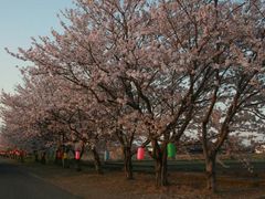 下浦（八坂）の桜の写真1