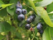 ��ƕ��̃u���[�x���[���̎ʐ^2