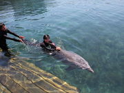 「イルカと泳ごう！」では、イルカにつかまって泳げます。_うみたま体験パーク「つくみイルカ島」