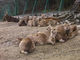 石川県森林公園　森林動物園の写真1