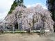 天堂のしだれ桜の写真2