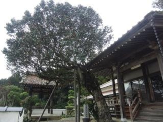 �������̎ʐ^1