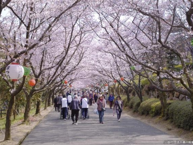 �����X�ь����̍�