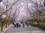 �����X�ь����̍��̎ʐ^1