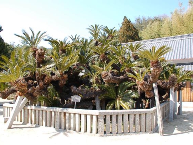 ���莛�̎ʐ^1