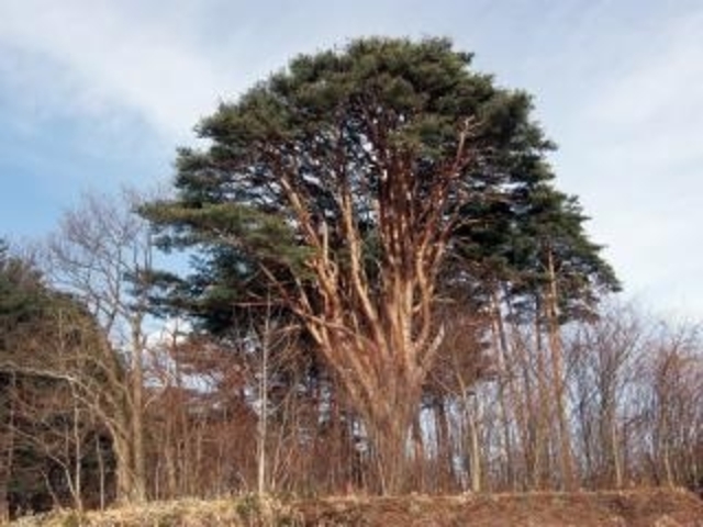 �K�㒬���؂߂���