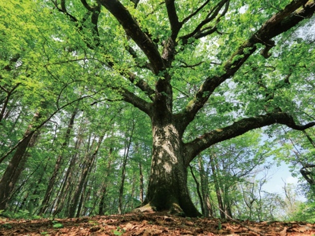 �ԏ�R�D���@�o�R��