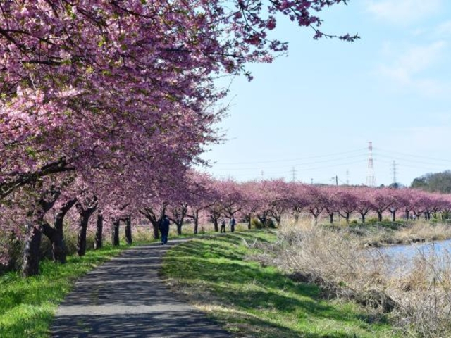 新川千本桜】アクセス・営業時間・料金情報 - じゃらんnet