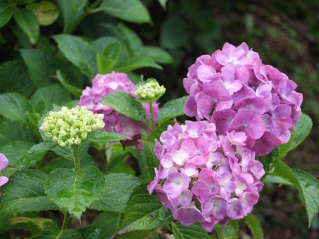 ��������_���ԂȌ����̂�������