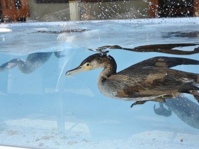 �g�� �L�̗�