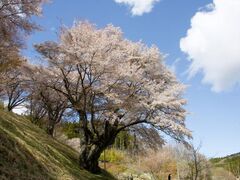 新田の大山桜の写真1