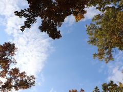 木々の隙間からは青空がのぞけます_八千代グリーンビレッジ　憩遊館