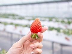 ひろびろ苺ファームの写真1