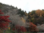 �����ӂꂠ�������̎ʐ^1