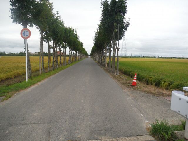 ���莛��˖؁i�͂����j���؂̎ʐ^1