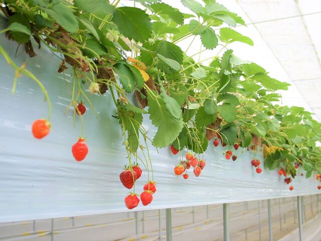 ���t�@�[�����炩�킢������