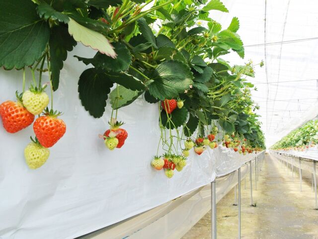 ���t�@�[�����炩�킢������