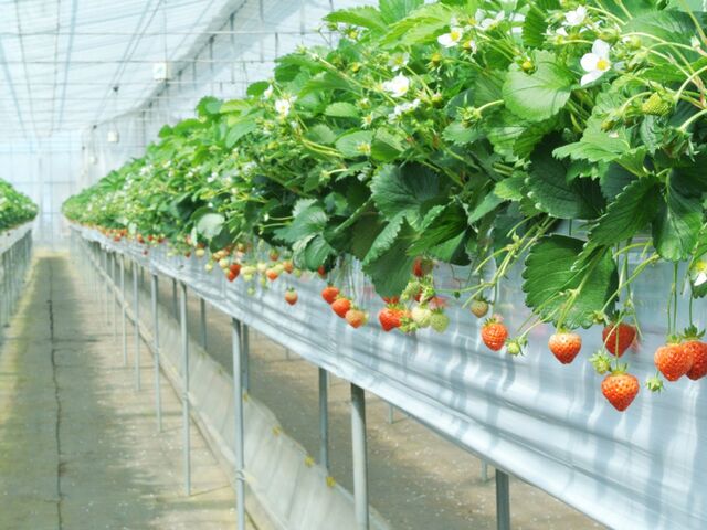 ���t�@�[�����炩�킢������