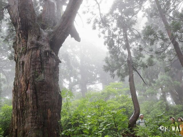 �_�C�r���O�T�[�r�X�@F.WAVE�̎ʐ^1