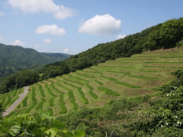 ���q�疇�c�̎ʐ^1