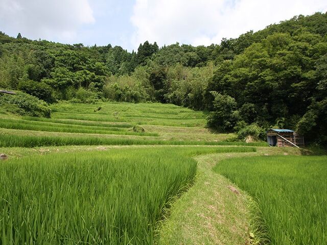 ���z�{�I�c�̎ʐ^1