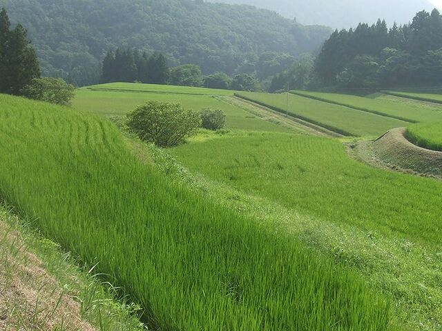 �����I�c�̎ʐ^1