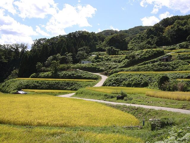 �Ж���I�c�̎ʐ^1