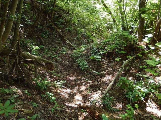 �V���R�̎ʐ^1