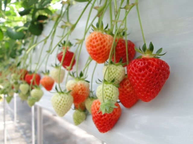 �o�_�肢�������̎ʐ^1