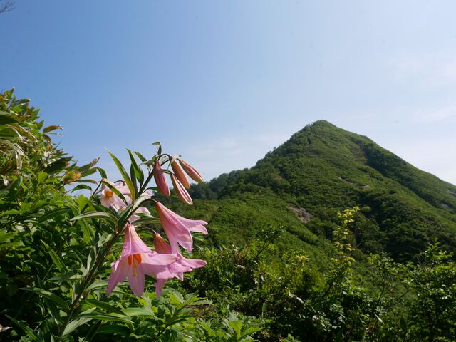 ���e�R�i�����o�R���j�̎ʐ^1