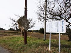 �q�J�̑��炶�̎ʐ^1