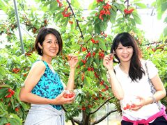 天野さくらんぼ狩り園の写真1