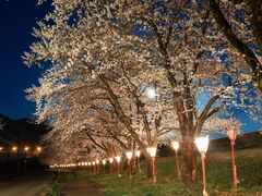 �����̍����؁@�i�����F��N4�����{�j�̎ʐ^1