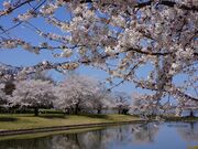 �V�����X�|�[�c�����̎ʐ^3